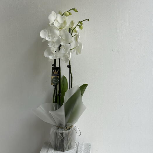 White Orchid