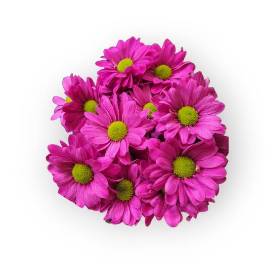 Cotton candy,  small bouquet of daisies