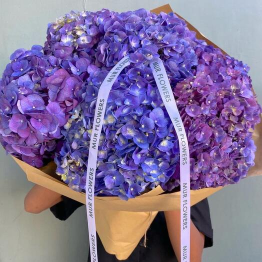 Hydrangeas purple