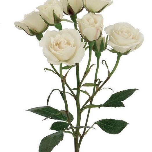 Bush rose