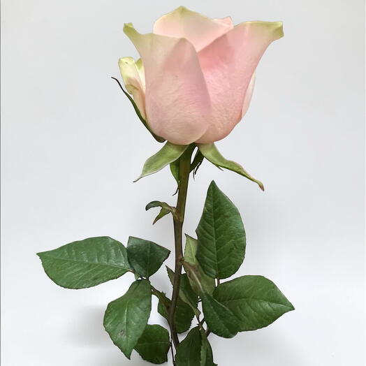 Rose Frutetto ecuador