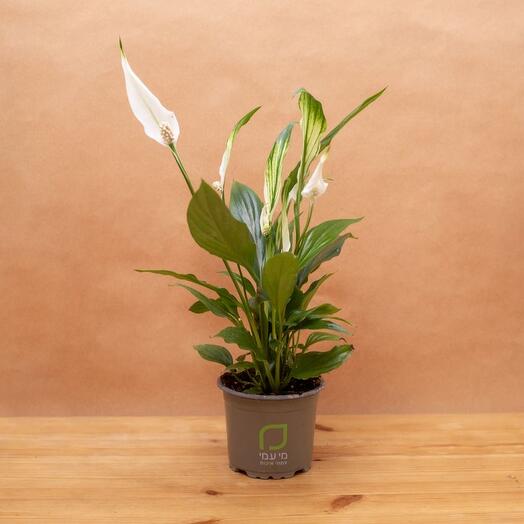 Spathiphyllum
