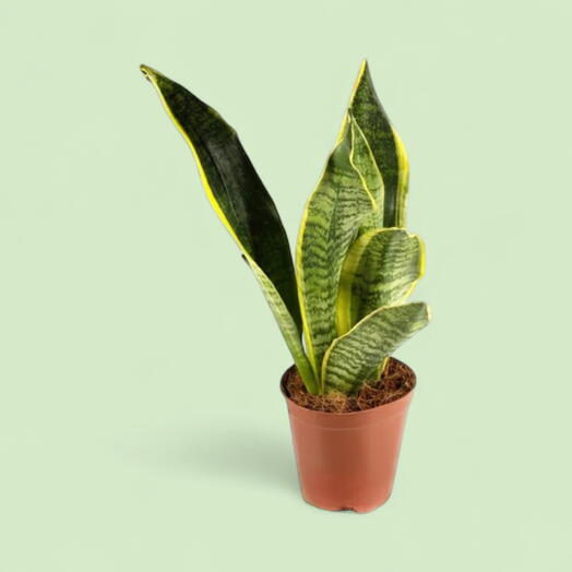 Сансевиерия