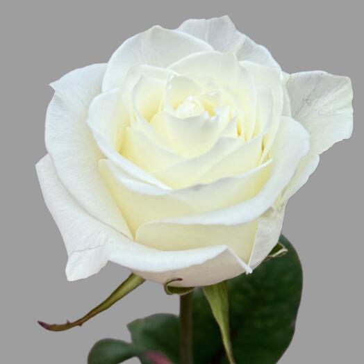 Piękna biała roża