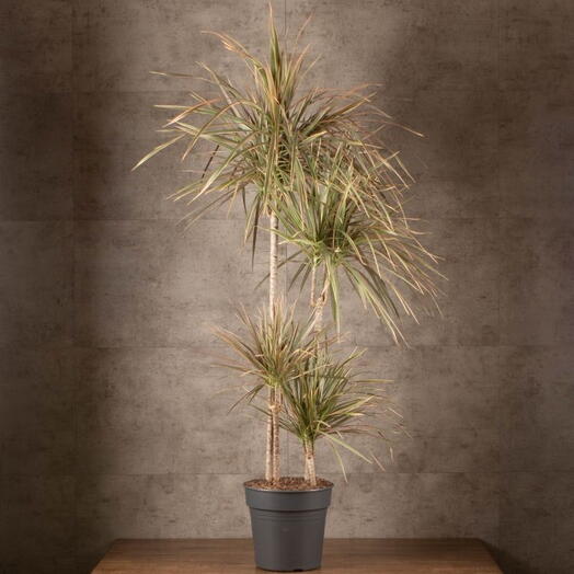 Комнатное растение Драцена Маргината Биколор