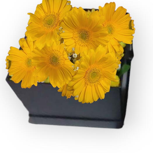 Flowers in a box, Summer sunshine