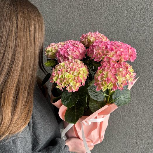 Hortensia 35 cm in gift pack
