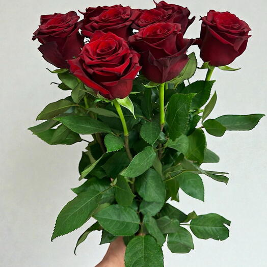 Equador red roses