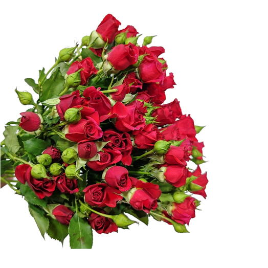 Single Red Spray Rose