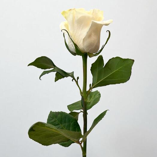 Ecuador White Rose