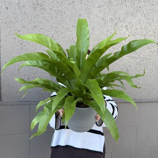 Large Asplenium in a gray ceramic planter