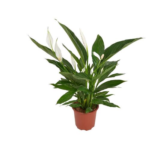 Spathiphyllum
