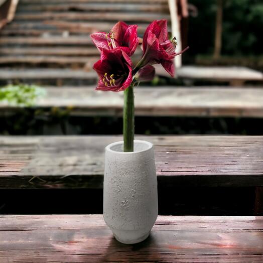 Amaryllis (Mixed Colours), The price is indicated for 1 stem (flower)