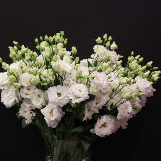 Lisianthus "Alissa Pure White"