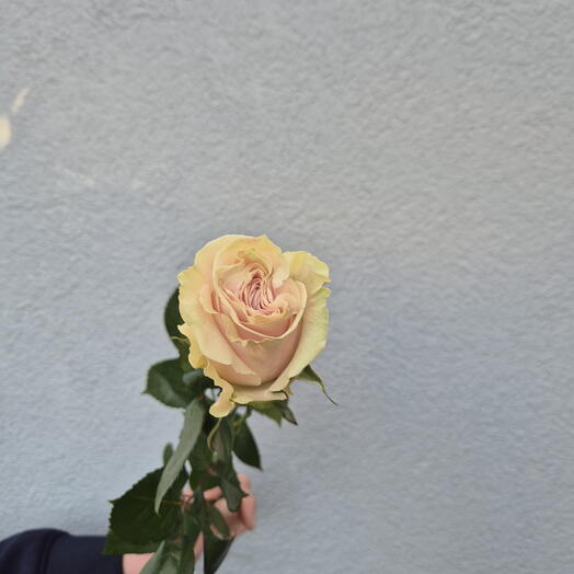 Rosas Pink Mondial - Elige entre 9 piezas