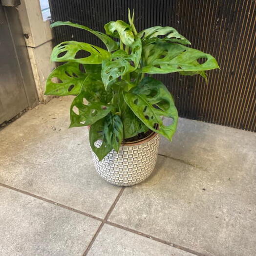 Montera monkey med passande kruka