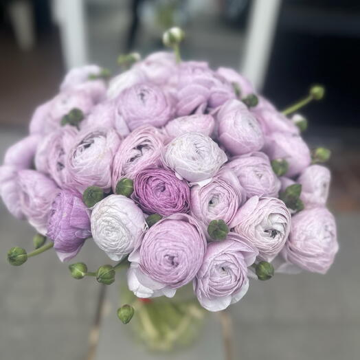 Ranunculus Spring Violette 15