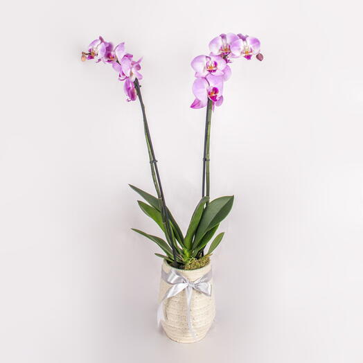Simple Serenity Orchid