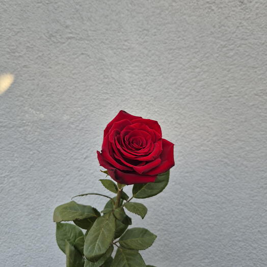 Rosas rojas - Elige entre 9 piezas