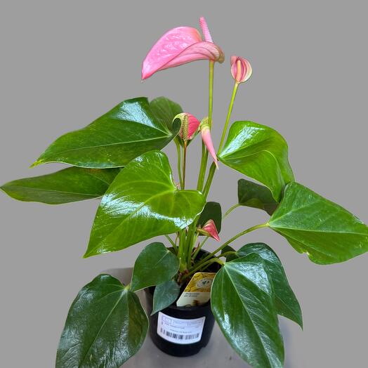 Pink anthurium