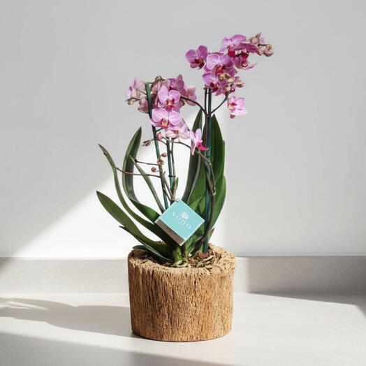 Mini Blossom orquidea mini doble vara