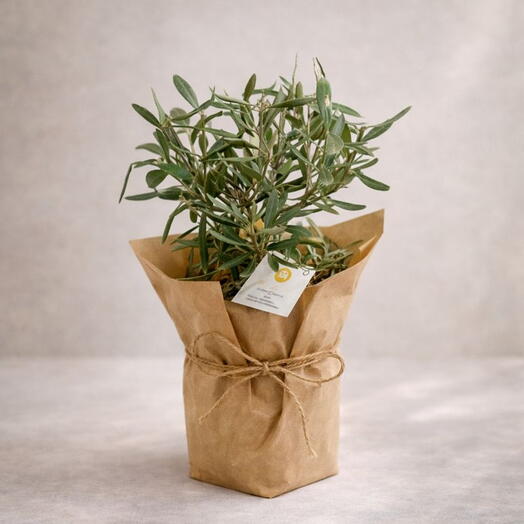 Plant Baby Olive Tree