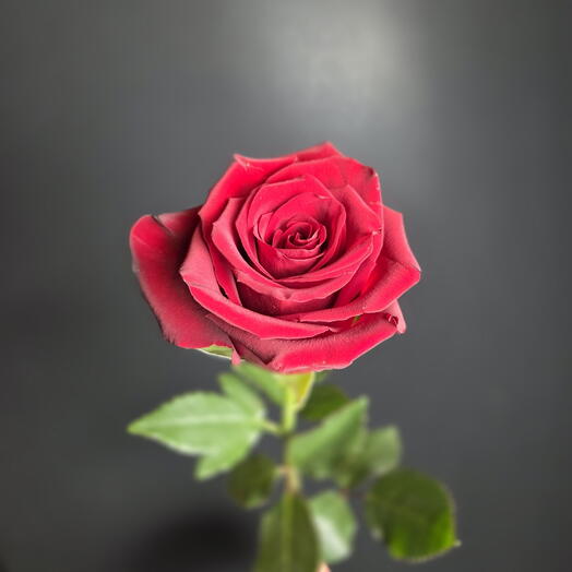 Премиум қызыл раушан 50см/ қызыл раушан / қызыл раушан