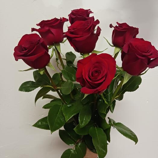 7 red equador roses