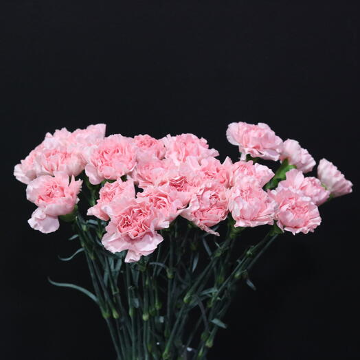 Carnations Soft Pink