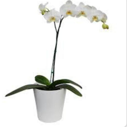 Orquidea Blanca 1 vara
