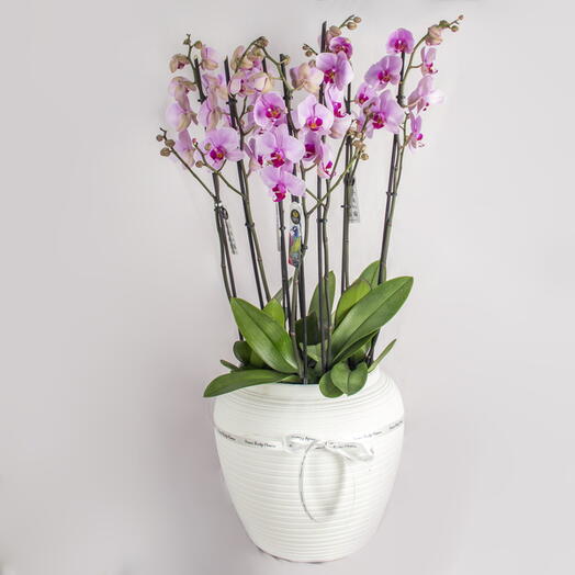 Porcelain Orchid Grace