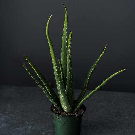 Aloe Vera – 4" Pot