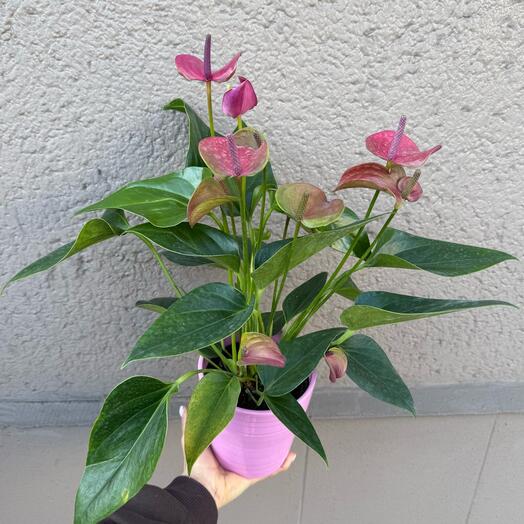 Dark pink anthurium in a ceramic planter