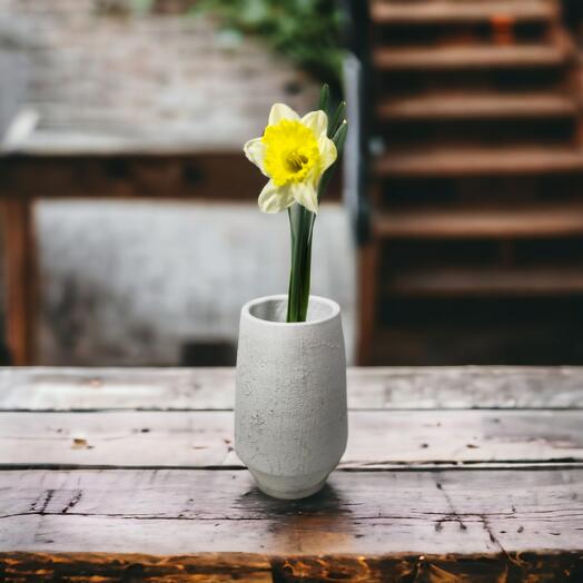 Narcissus (Mixed colours), price per piece