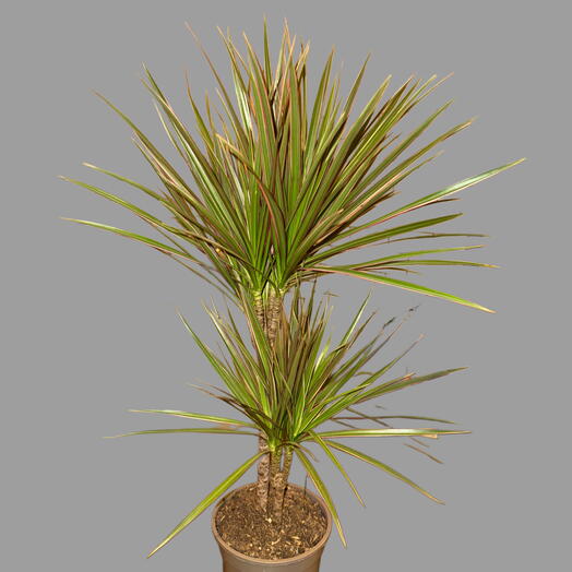 Dracena
