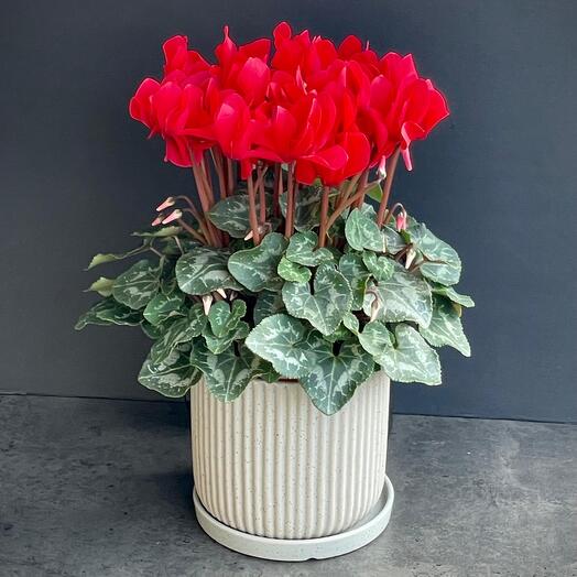 Cyclamen in a pot