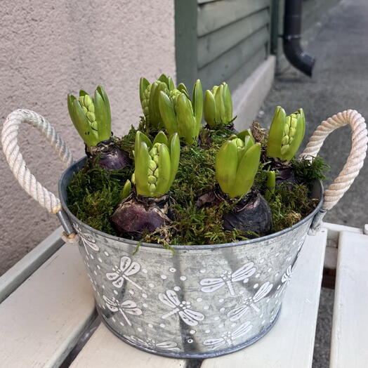 Spring hyacinths , mix colours