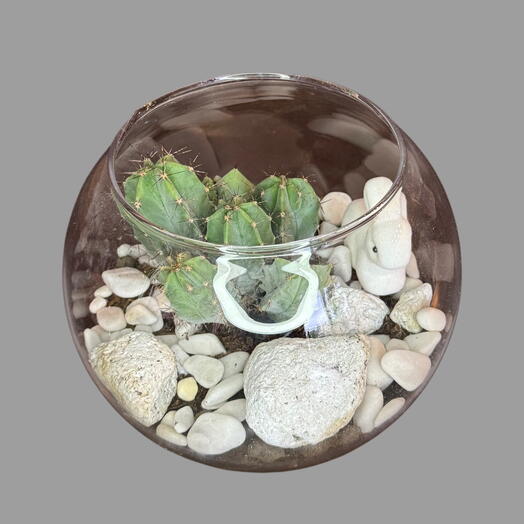 Composition with cacti and a bunny