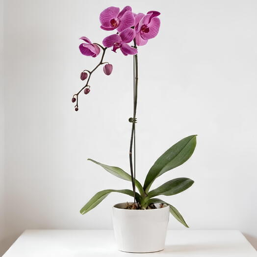 Orquidea Morada 1 vara