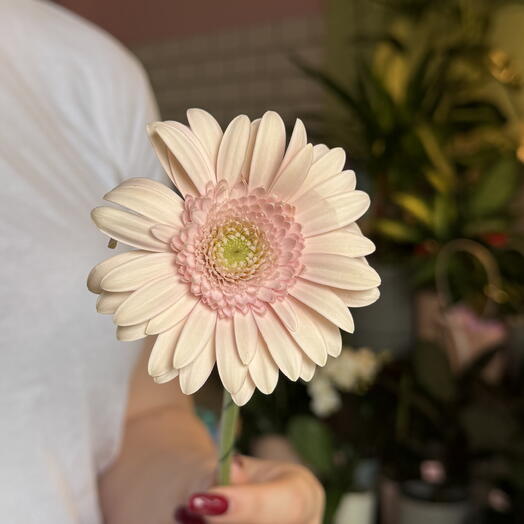 Gerbera