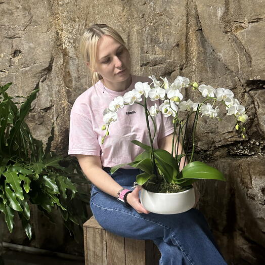 Mini Orchid Plant 4 spikes