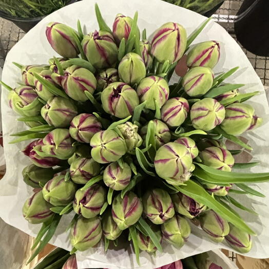 Tulipani Olandesi