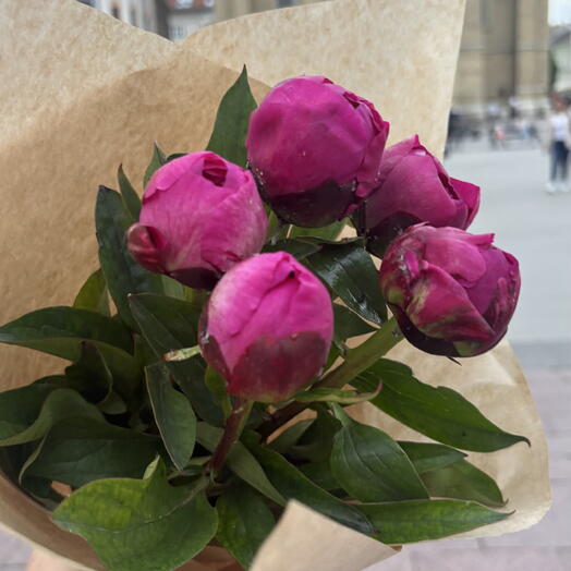 Fresh peonies flowers