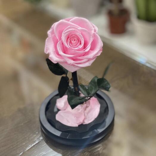 Eternal rose in glass dome 3