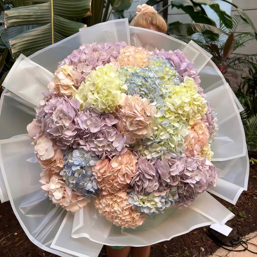 Multi-colored hydrangeas