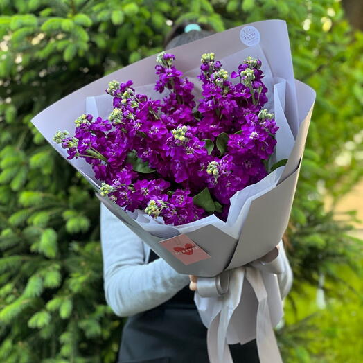 Букет фиолетовых маттиол
