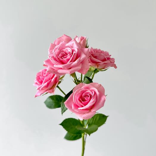 Pink spray garden rose