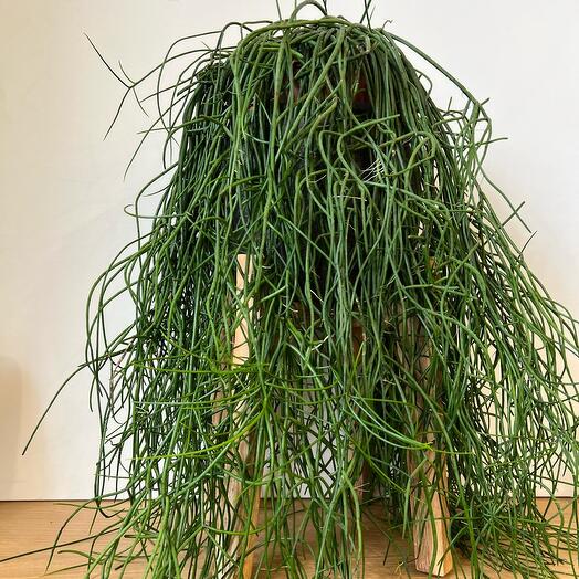 Indoor plant Rhipsalis