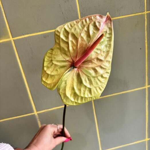 Anthurium