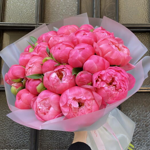 Peony coral sharm 25